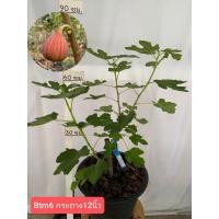 ราคา ต้นติดผลพร้อมส่ง มะเดื่อฝรั่ง btm6ญี่ปุ่น กระถาง12 นิ้ว ปลูกอีก1-2เดือนเริ่มติดผล สั่งได้กล่องละ 1 ต้นเนื่องจากต้นใหญ่ (28225099575)