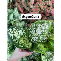 ราคา ไม้ฟอกอากาศมงคลต้นอัญมณีขาว (18341531119)