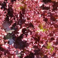 ราคา ต้นกล้าสลัด เรดคอรัล Red Coral ต้นกล้าพร้อมปลูก กล้าละ 10 บาท (10108827055)