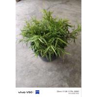 ราคา ต้นไผ่เงินไผ่แมวกระถาง10-11นิ้ว (56852910098)