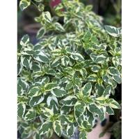 ราคา ต้นบุษบาพารวยด่าง ไม้ด่าง ไม้ประดับ ไม้มงคล ส่งไวจากกรุงเทพฯ (26452449893)