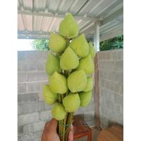 ราคา ดอกบัวฉัตรไหว้พระสีขาวดอกละ 10 บาท (25025809768)