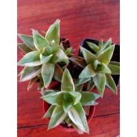 ราคา ฮาโวเทียด่าง Haworthia ไม้อวบน้ำ (10102182873)