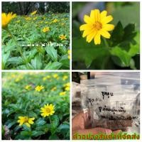 ราคา (vาย เมล็ด ) ต้น ดอก เมล็ด ต้นกระดุมทอง สีเหลือง เมล็ดกระดุมทอง กระดุมทอง เมล็ดพันธุ์ดอกไม้สวยงาม / นิภาพร (23312946057)
