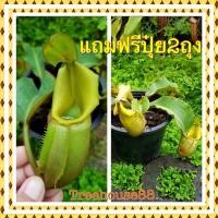 ราคา ต้นหม้อข้าวหม้อแกงลิง ต้นไม้กินแมลง (21875075178)
