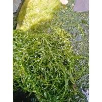 ราคา สาหร่ายหางกระรอก​พืชน้ำเลี้ยงสัตว์ประดับตู้ปลา (19670944878)