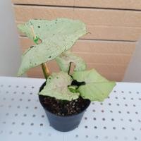 ราคา syngonium green splash กรีนสแปลช ไม้สะสมอีกตัว (11877109342)