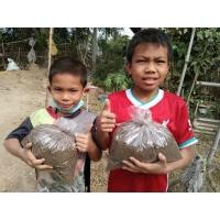 ราคา ปุ๋ยขี้ไก่หลุมอินทรีย์10ก.กแถมฟรี1ก.กหมักมา 2ปีกว่า หมักด้วยขี้ไก่หลุมอินทรีย์ ขุยมะพร้าว แกลบสดดินปลวกของแท้100% (3367178660)