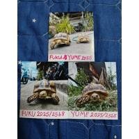 ราคา รูปโพลารอยด์ฟุกุยุเมะและรับปริ๊นรูปโพลารอยด์ 3x3 รูปกันน้ำ กันเหงื่อ+แถมซอง (29736699209)