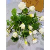 ราคา ดอกบัว พร้อมส่งจากไทย แบบต้น (ดอกบัวช่อพร้อมใบ พร้อมฝัก 1ช่อ มี 3ดอก 4 ใบ รวม7 ก้านรวมฝัก) ดอกบัวปลอม ดอกบัวเสมือนจริง (13897669753)