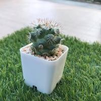ราคา Cactus แคคตัส ชูแมน ฟอร์มสวย (8661068599)