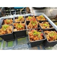 ราคา พืชกินแมลง Drosera Spathulata Red 'pink flower กระถาง 2 นิ้ว' (4251779764)