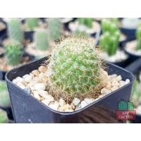 ราคา แมมมิลาเข็มทอง (Mammillaria nivosa) กระบองเพชร แคคตัส (7288041909)