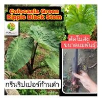 ราคา Colocasia Green Ripple Black Stem บอนกรีนริปเปอร์ก้านดำ คนละสายพันธุ์กับ colocasia Green Ripple (14712658901)