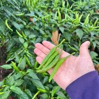 ราคา พริกจินดาสีเขียว สดจากสวน (51404702119)