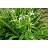 ราคา ต้นพลับพลึง พลับพลึงสีขาว ว่าน cricum lily (9545822522)