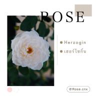 ราคา กุหลาบสีโอรส ฮอร์โซกิ้น คริสติน่าโรส Herzogin Christiana Rose (อังกฤษ) (27768403455)