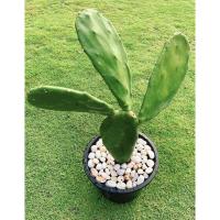ราคา ต้นกระบองเพชรรับประทานผล สายพันธุ์ Opuntia ficus-indica #โอพันเทีย #Opuntia cactus #ใบเสมา #แคคตัส #พันธุ์ไม้หนาม (3156683345)