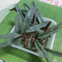ราคา รองเท้านารี เหลืองพังงา(ชุด 5 ต้น) (8833449958)