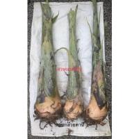 ราคา หน่อกล้วยตานี กล้วยพังลา 1 หน่อ (23244509918)