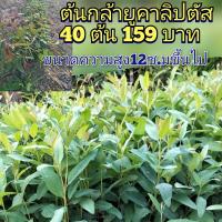 ราคา ต้นกล้ายูคาลิปตัส เป็นพืชเศรษกิฐปลูกง่ายโตเร็ว คุมค่ากับการลงทุน ชุด 40 ต้นราคา 159 บาทความสูง 12 เซน.ขึ้นไป (58155788736)