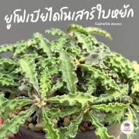 ราคา ยูโฟเบียไดโนเสาร์ ใบหยัก Euphorbia decaryi แคคตัส กระบองเพชร cactus&succulent (45055249549)