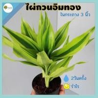 ราคา ต้นไม้มงคล ไผ่กวนอิมทอง กระถาง 3 นิ้ว ต้นไม้มงคลเสริมดวง เสริมดวงด้านการเงิน ต้นไม้มงคลจิ๊ว ต้นไม้ประดับโต๊ะทำงาน (13738344742)