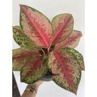 ราคา อโกลนีมา 10 กะรัต(Aglaonema 10 Karat) (12452442390)
