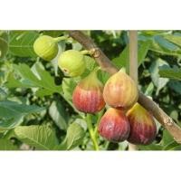 ราคา ต้นมะเดื่อฝรั่งต้นละ140บ (8453859075)