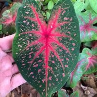 ราคา บอนสี ทับทิมเม็ดแดง ทับทิมสยาม ต้นบอนสี "ราชินีใบไม้" (ฉายา ทับทิมสยาม) ต้นไม้ฟอกอากาศ ต้นไม้มงคล กระเป๋าถาง 5 นิ้ว (10058493888)