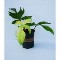 ราคา ต้นก้ามกุ้งโกสมินท์​ (11969036301)