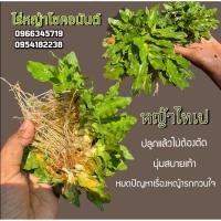 ราคา หญ้าไทเป หญ้าจริง ไม่ต้องตัด (42709455671)