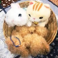 ราคา พวงกุญแจมือสองจากญี่ปุ่นงานอมูส (6544441526)