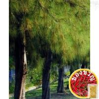 ราคา เมล็ดต้นสนออสเตรเลียซื้อ1แถม1, 50เมล็ด (ไม่ใช่พืช) แอปเปิ้ล/seeds/รองเท้า/หวับ/ทานตะวัน/ทานตะวัน USTQ (18859666492)