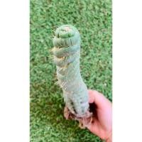 ราคา พร้อมส่งEulychnia castanea spiralisแคคตัสไม้ลำทรงเกลียวสวย สูง 20cm.++ (22641669885)
