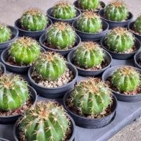 ราคา Melocactus curvispinus เพาะเมล็ด (26055345193)