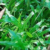 ราคา 1000 เมล็ด หญ้าสนาม หญ้าแต่งสวน สายพันธุ์ หญ้ามาเลเซีย (40822568026)