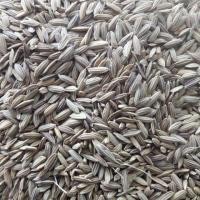 ราคา เมล็ดพันธุ์ ข้าวไร่ ( ข้าวเหนียวดำ ลืมผัว ) (5339494804)