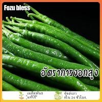 ราคา ​เมล็ดพันธุ์พริกเขียวจีน (Chinese green chili)สายพันธุ์แท้ เมล็ด งอกง่ายเมล็ดพันธุ์ พริกเขียวยาว พร้อมส่ง แพ็กล่ะ600 (40570737876)