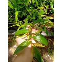 ราคา ต้นขาไก่แดง กระดูกไก่แดง กิ่งพันธุ์ ตัดสดตามออเดอร์ ใช้เลี้ยงหนอนผีเสื้อ (44306541603)