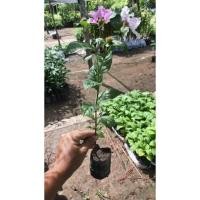 ราคา ต้นดอกตะแบกขนาด​ 20-30​ ซม. (10867234185)