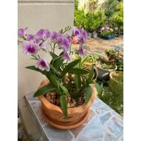 ราคา #กล้วยไม้หวายแคระ #กล้วยไม้ญาญ่า ปลูกในกระถางดินเผาพร้อมจานรอง (25708686560)