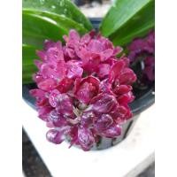 ราคา กล้วยไม้ช้างแดง ไม้ขวด (1334439609)