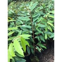 ราคา ต้นทุเรียนมูซังคิงส์เสียบยอดแล้ว (7561712109)