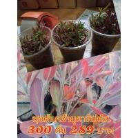 ราคา ต้นกล้ายูคาลิปตัสต้นละ1บาทชุด300ต้นสีแดง (20985726442)
