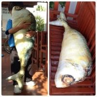 ราคา หมอนข้างปลาทูมีโค้ชลดราคาจ้า ถึง10-12-59 (48256042)
