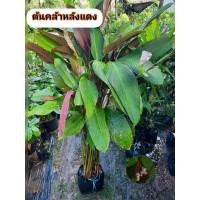 ราคา ต้นคล้าหลังแดง คล้าหลังแดง (52703402614)