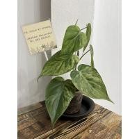 ราคา Philodendron Hederaceum Variegated #พูลบราซิลด่าง (16078783102)