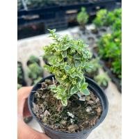 ราคา ต้นไม้แคระบอนไซ กระถาง2นิ้ว ตะมุตะมิ ด่างน่ารักเพรมน่าด่าง บอนไซ[Premna variegated] บอนไซจิ๋ว ต้นไม้มงคลฟอกอากาศ (20293486049)