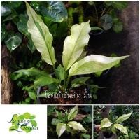 ราคา ต้นโชคเก้าชั้นด่างมิ้น กระถาง 8 นิ้ว โชค9ชั้นด่าง ต้นหน้าวัวใบไม้ฟอกอากาศ ต้นไม้มงคล ไม้กระถาง ไม้ใบ (14187804653)